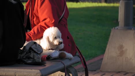 Static-close-up-shot-of-white-poodle-lying-on-square-bench-near-owner-at-golden-hour