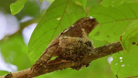 Sitting-on-the-nest-with-nestlings-peeking-out-and-opening-their-mouths-wide,-Horsfield's-Frogmouth,-Batrachostomus-javensis,-Kaeng-Krachan-National-Park,-UNESCO-World-Heritage,-Thailand