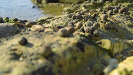tiny-snail-fossils-on-the-rocks-by-the-sea-are-only-visible-when-the-tide-is-out-slow-motion