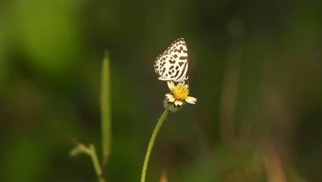 Kleiner-Schmetterling-In-Blumen.