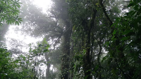 Pushing-forward-through-dark-rain-forest-floor-looking-up-to-foggy-canopy
