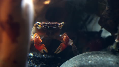 Red-claw-crabs-hiding-amidst-underwater-rocks
