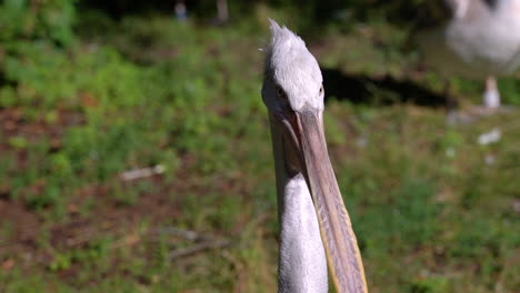 Nahaufnahme-Des-Bedrohlich-Aussehenden-Pelikans-Im-Freien