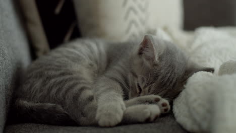 A-small,-light-grey-domestic-short-hair-kitten-sleeping-soundly-on-a-living-room-couch-and-dreaming-during-the-day