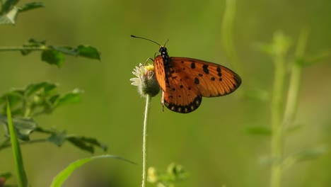 Butterfly-in-flower-finding-food-in-flowers-