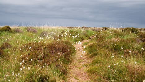 Cotton-grass-blowing-on-a-moor-on-the-island-of-Islay