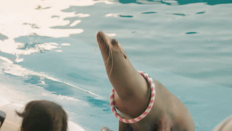 Süßer-Seehund-Fängt-Reifen-Und-Bekommt-Fische-Als-Belohnung-Vom-Trainer-Im-Umino-Mori-Aquarium-In-Sendai,-Japan