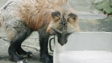 Ezo-Red-Fox-Drinking-Water-At-Zao-Fox-Village-In-Miyagi,-Japan