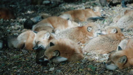 Group-Of-Foxes-Resting-On-The-Ground-Under-The-Sun-At-Zao-Fox-Village-In-Shiroishi,-Miyagi,-Japan