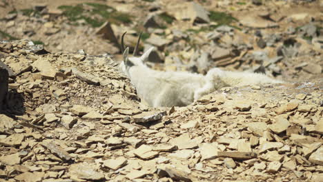 Alert-mountain-goat-looking-over-shoulder,-rocky-terrain