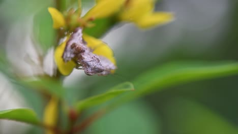 Gottesanbeterin,-Ceratomantis-Saussurii,-Thailand,-Gesehen,-Wie-Sie-Plötzlich-Ihren-Kopf-Bewegte-Und-Direkt-Auf-Eine-Makrolinse-Starrte,-Während-Sie-Unter-Einer-Gelben-Blume-Im-Regenwald-Hing
