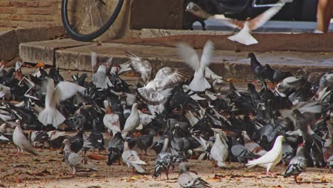 Pidgeons-eating-frantically-on-steps-in-Valencia,-Spain-city-streets---4k,-24fps