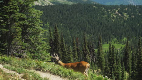 A-beautiful-example-of-a-mule-deer-grazing-on-the-sub-alpine-woodlands-of-Logan-Pass-on-the-Highline-Trail-in-Glacier-National-Park,-Montana