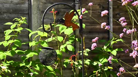 Zeitraffer-Eines-Britischen-Gartens-Mit-Blumen-Und-Kolibri