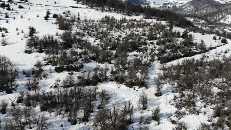 Aerial-flyover-snowy-forest-covered-with-snow-in-Bariloche,Patagonia-during-winter-day