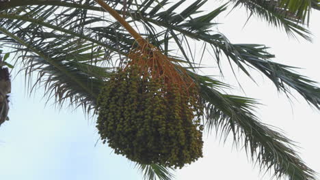Cluster-of-not-ripe-green-dates-with-the-foliage-of-the-palm-tree-which-moves-with-the-wind
