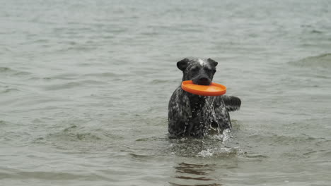 Perro-Recuperando-Un-Frisbee-Del-Agua-En-Cámara-Lenta-4k