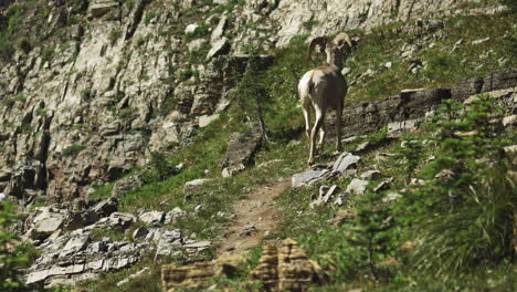 A-Bighorn-Sheep-walks-with-ease-and-confidence-over-the-rugged-terrain-of-Logan-Pass-on-the-Highline-Loop-Trail-in-Glacier-National-Park,-Montana