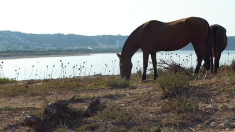 Zwei-Kräftige-Reinrassige-Menorquinische-Pferde-Grasen-Unter-Der-Sonne,-Badeort-Son-Bou-Im-Hintergrund,-Balearen,-Spanien