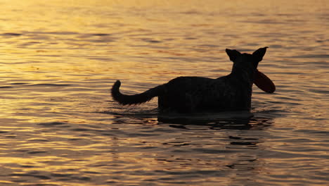Hund-Mit-Frisbee,-Der-In-Einem-See-Mit-Wunderschönen-Sonnenuntergangsreflexionen-Watet