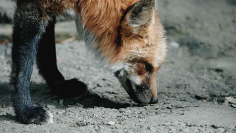 A-Fox-Sniffing-Something-At-The-Ground---close-up