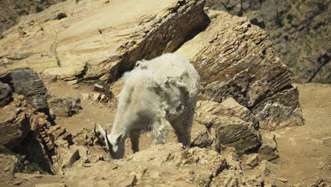Moulting-Mountain-Goat-with-shaggy-coat-stares-directly-at-camera,-Glacier-NP