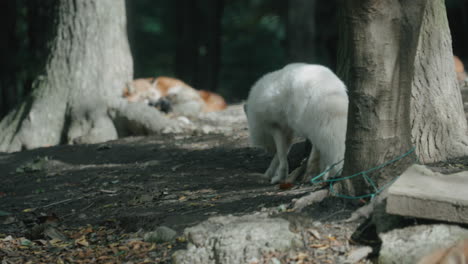 Weißer-Pelziger-Polarfuchs,-Der-Zwischen-Wäldern-Im-Zao-Fuchsdorf-In-Miyagi,-Japan,-Spazieren-Geht