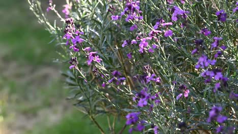 Timelapse-of-Purple-Flowers-Close-Up-in-a-Summer-British-Garden
