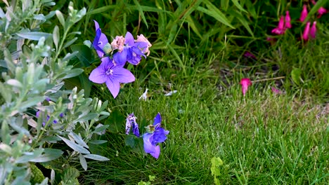Zeitraffer-Einer-Clematis-Ranunculaceae-Blume-In-Einem-Britischen-Garten-Mit-Grasbewachsenem-Hintergrund