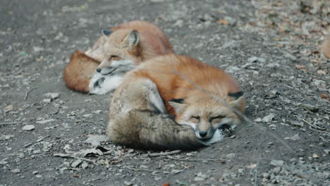 Red-Foxes-Sleeping-At-Ground-With-Dry-Leaves---Zao-Fox-Village-At-Miyagi,-Japan