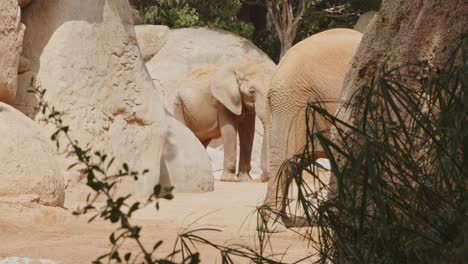 2-Elefanten-Im-Biopark-Valencia-4k-24fps