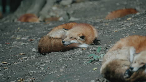 Group-Of-Foxes-Sleeping-At-The-Ground-In-Zao-Fox-Village,-Miyagi,-Japan---close-up