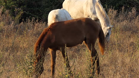 Reine-Spanische-Pferde,-Die-Bei-Sonnenaufgang-Nach-Nahrung-Suchen