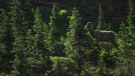 Single-Rocky-Mountain-bighorn-sheep-standing-on-mountainside,-high-alert