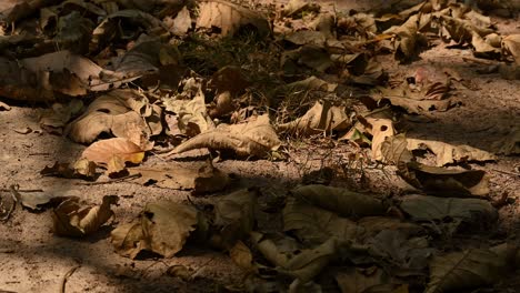 Dry-leaves-and-grass-on-the-ground-with-shadows-casting-from-a-blistering-summer-sun-during-the-afternoon-in-a-forest-in-Thailand