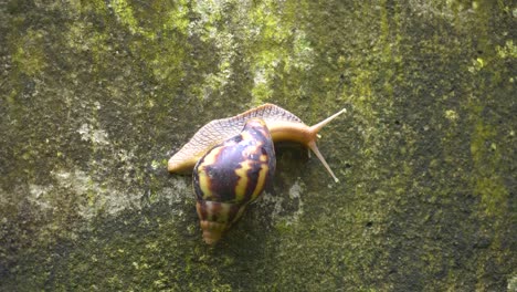 A-Snail-is-going-slowly-on-the-wall