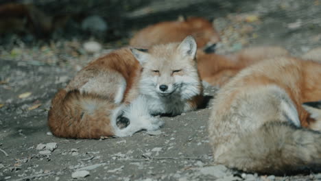 Foxes-Resting-On-The-Ground-At-Zao-Fox-Village,-Miyagi,-Japan---close-up