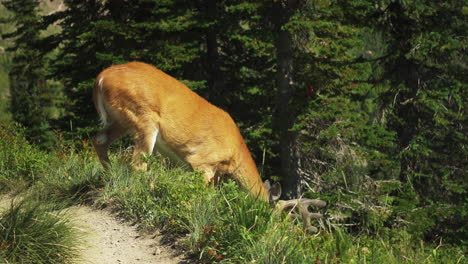 A-brautiful-Mule-Deer-grazing-in-high-up-in-the-forest-Logan-Pass-on-the-Highline-Trail-in-Glacier-National-Park-Montana