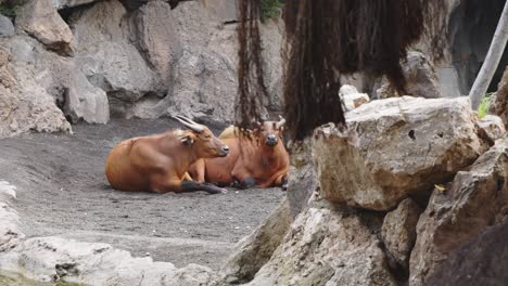 Valencia---Ciudad-y-Zoo-buffalos-and-wildabeast-24fps-4k