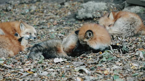 Fox-Cleaning-Itself-On-The-Ground-At-Zao-Fox-Village,-Miyagi,-Japan---close-up