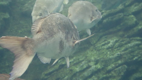 Nahaufnahme-Von-Red-Seabrassen,-Die-Im-Sendai-Umino-Mori-Aquarium-In-Japan-Schwimmen