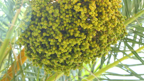 Low-angle-Close-up-of-a-Big-bunch-of-green-dates-waving-in-the-wind-with-a-nice-ray-of-sunlight