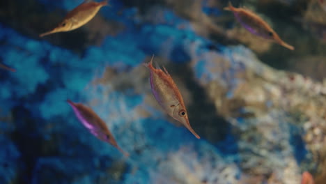 Little-orange-Bellowfish-swimming-at-the-Uminomori-Aquarium-in-Sendai,-Japan--Close-up