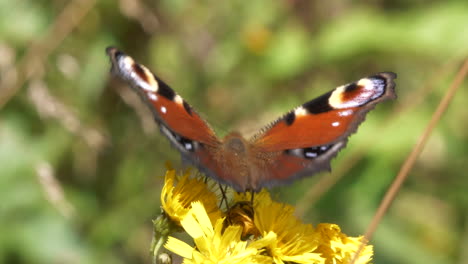 Macro-shot-of-orange-brown-butterfly-sitting-on-yellow-flower-in-sunshine