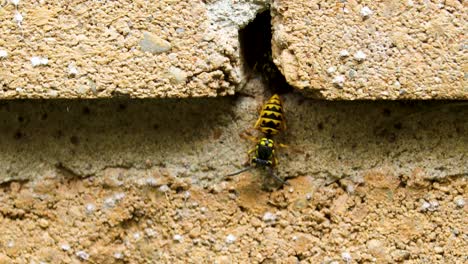 Very-active-Yellowjacket-hive-in-the-brick-wall-of-a-house