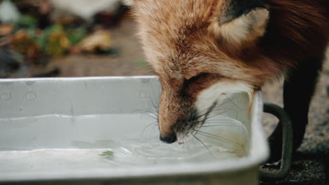 Closeup-Of-Ezo-Red-Fox-Drinking-Water-At-Zao-Fox-Village-In-Shiroishi,-Japan