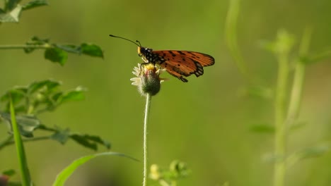 Schmetterling-In-Der-Blume,-Die-Nahrung-Findet