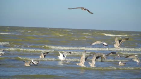 group-of-seaguls-trying-to-relax-on-the-sea-but-the-waves-are-annoying-them-slow-motion