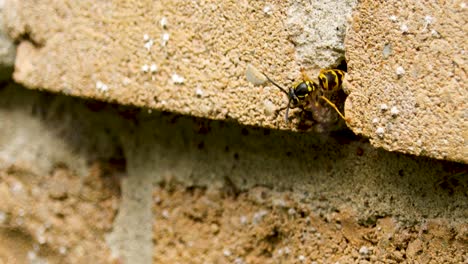 Nahaufnahme-Einer-Wespe,-Die-Einen-Aktiven-Yellowjacket-Bienenstock-Entlüftet