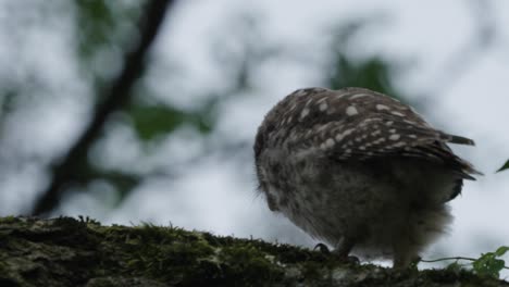 Little-owl-walking-on-a-tree-branch-in-forest,-hind-view